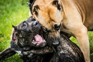 Duarte stole from the safe and rescued animals to support the savage and brutal "sport" or dogfighting, according to reports.